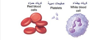 خلايا الدم